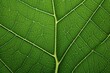 © Pixel Alchemy - Green Elegance: Up-Close with a Leaf's Delicate Patterns