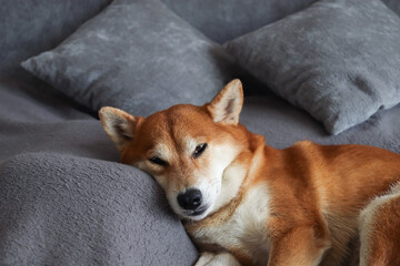 Wall Mural - Shiba Inu dog sleeps on the bed. Red cute dog. Gray background 