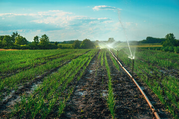 Wall Mural - Agricultural sprinklers watering spring onion or leek plantation in spring