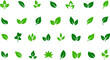 © Volodymyr - Green leaf icons set on white background. Eco, bio, natural, vegan icon. Vector illustration.