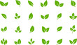 © Volodymyr - Green leaf icons set on white background. Eco, bio, natural, vegan icon. Vector illustration.