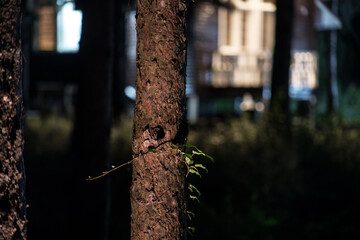 Wall Mural - Bark of tree at the dark forest at night. Long exposure photo of tree bark. Selective focus