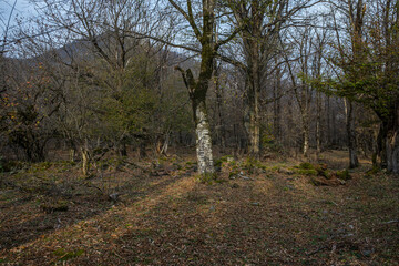 Wall Mural - landscape with beautiful fog in forest on hill or trail through a mysterious winter forest with autu