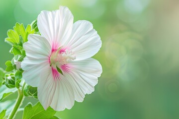 Poster - White mallow flower with pink center, green background