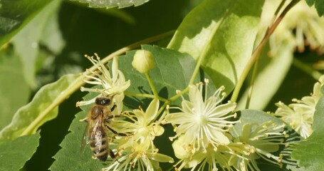 Wall Mural - A bee on the flowers of Tilia cordata, the small-leaved lime or small-leaved linden