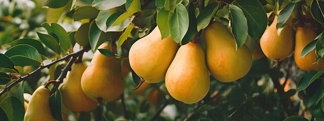 Canvas Print - pears grow on a tree. selective focus. Generative AI,