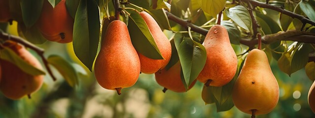 Wall Mural - pears grow on a tree. selective focus. Generative AI,