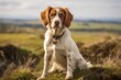 © Markus Schröder - Portrait of a cute brittany dog on backdrop of an idyllic countryside