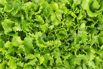 Lettuce leaves as a background image