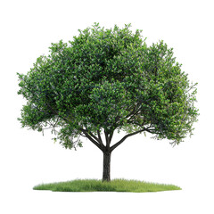 lush green tree with thick trunk on white background.