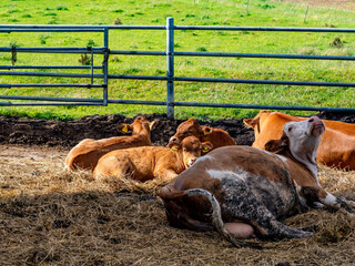 Canvas Print - Kühe und Rinder im Stall