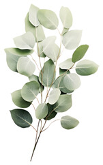 Canvas Print - PNG Plant herbs leaf tree.