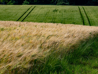 Wall Mural - Agrarlandschaft im Frühjahr