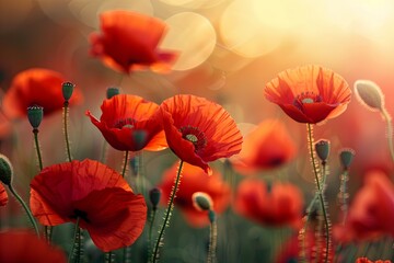 Sticker - The vibrant display of red poppies illuminated by the soft light of sunset on a warm summer evening. A natural view