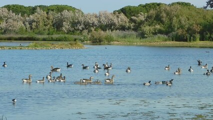 Wall Mural - 
51 / 5.000
Geese in the lagoons of Villafáfila, Zamora, Spain
