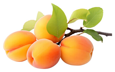 Canvas Print - PNG Apricot produce fruit plant.