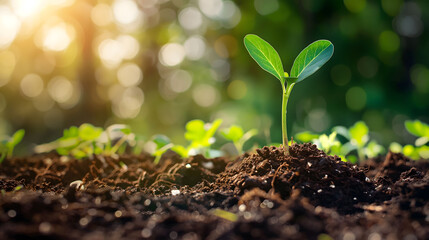 Fototapete - Young plant sprouting in rich soil with natural background