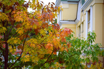 Poster - Autumn background, red, yellow, green oak leaves on the street