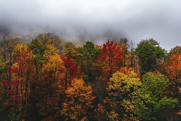 Poster - Foggy autumn forest with vibrant fall foliage in shades of red, orange, yellow, and green, creating a picturesque and serene landscape.