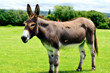Wall Mural - donkey in the field. little brown donkey stands on a green field, animal concept