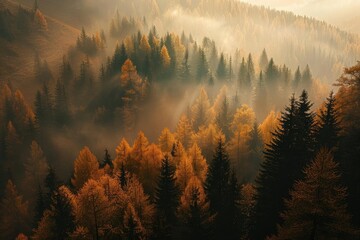 Poster - Breathtaking view of misty autumn forest with warm colors, captured during golden hour, creating a serene and tranquil atmosphere.