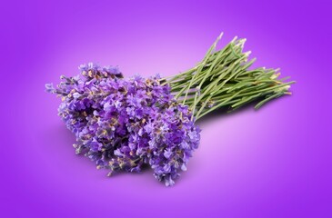 Wall Mural - Fresh aroma Lavender flowers bouquet