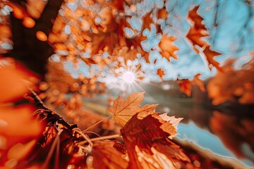 Poster - Close-up of vibrant orange autumn leaves with sunlight filtering through, capturing the essence of fall by a serene pond.