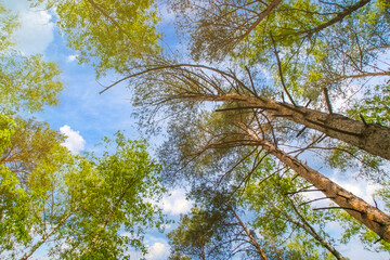 Wall Mural - Bottom view of the tops of pine trees against the background of the summer sky.