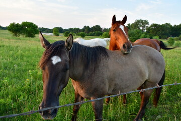 Wall Mural - Horses