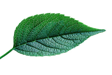 Wall Mural - Green leaf isolated on transparent background.