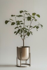 Wall Mural - A small potted plant sits on a white background