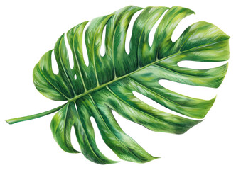 Sticker - PNG Monstera obliqua animal plant shark.