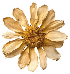 Sticker - PNG Dried daisy flower brooch petal plant.