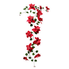 A vertical vine with vibrant red flowers and lush green leaves, perfect for floral designs, decor, and botanical illustrations.