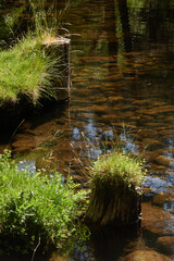 The vegetation grows on dead tree trunks on the banks of the Lozoya or Angostura river, in the Sierra de Guadarrama National Park. Lozoya Valley. Madrid's community. Spain