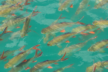 Wall Mural - Group of Goldfin or Tin foil barb fishes are swimming in turquoise freshwater. Animal in nature, photo from above. Close-up and selective focus.