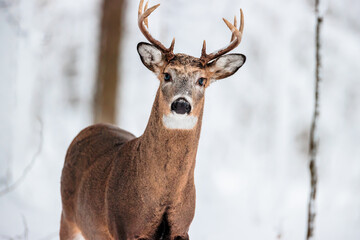 a curious buck watches as the photographer clicks the shutter in mid-january near hartford, wisconsi