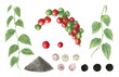© Masha_tolk_art - Variety of peppercorns and plants with green leaves. Black pepper at different stages of ripening and production. Multicolored peppercorns. Pile of ground. Fresh, dried pepper. Watercolor illustration