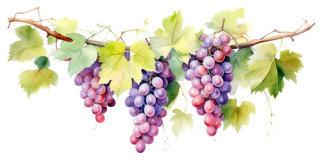 Sticker - PNG Grape branch grapes hanging plant