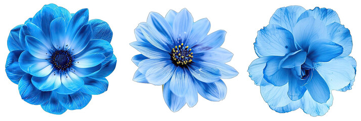 3 surreal exotic high quality blue flowers macro isolated on transparent background.