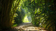 © Zape - Bamboo forest path with sunlight filtering through dense foliage.