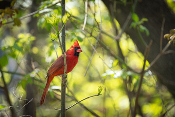 Wall Mural - cardinal