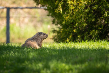 marmot in the grass