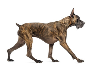 Wall Mural - Great dane with brindle color in side view walking pose, isolated background