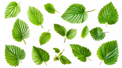 Strawberry leaves isolated on a white background