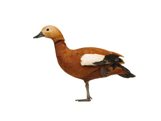 Sticker - ruddy shelduck isolated on white background