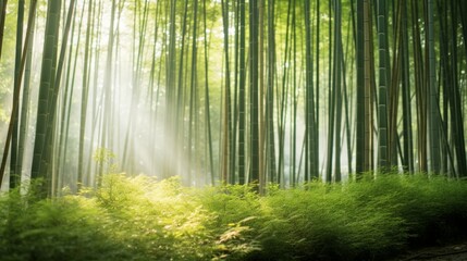 Poster - Photograph of a serene Japanese bamboo forest bathed in soft morning sunlight.