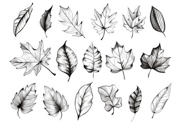 Poster - Illustrations of leaves drawn in black and white, suitable for use in design projects