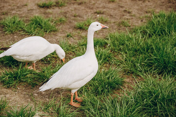 Wild geese have flown to the meadow in summer and are eating grass.