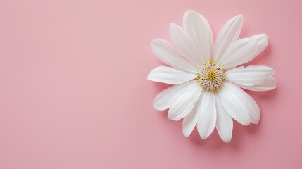 Wall Mural - Delicate white flower on pink background with space for text top view